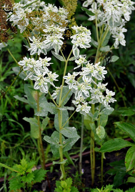 Изображение особи Euphorbia marginata.