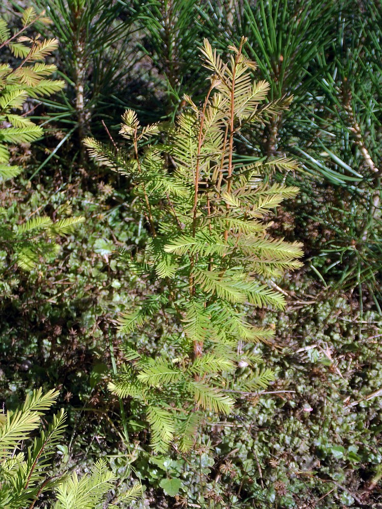 Image of Taxodium distichum specimen.