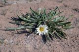 Taraxacum leucanthum