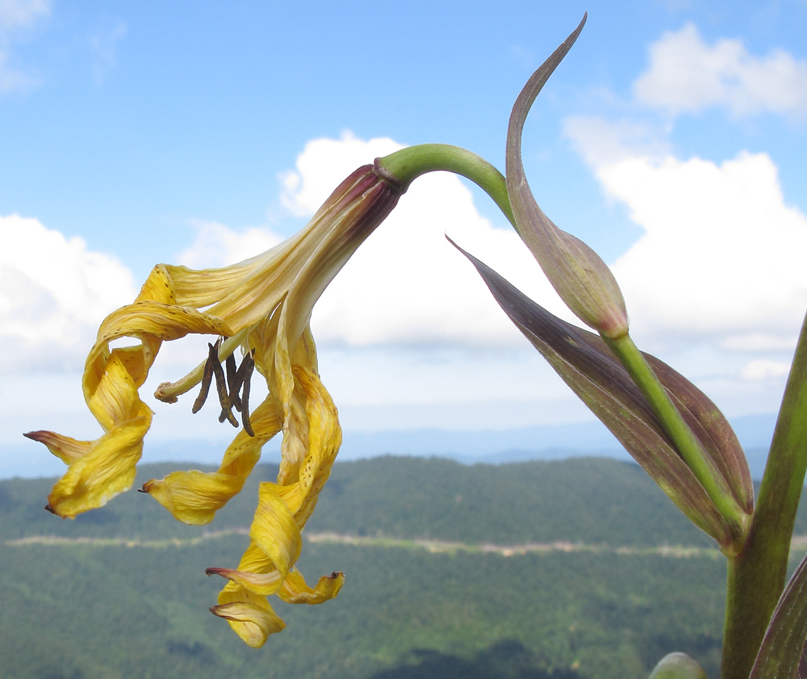 Изображение особи Lilium monadelphum.