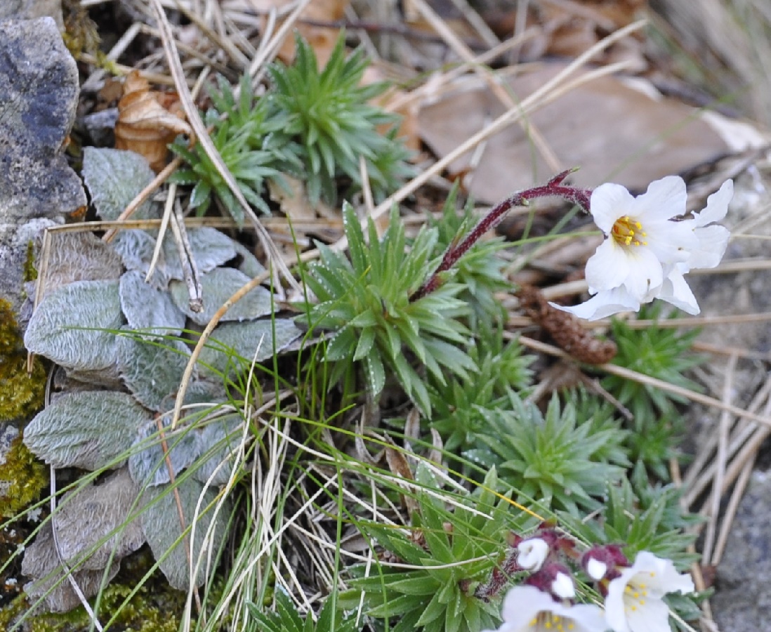 Изображение особи Saxifraga scardica.