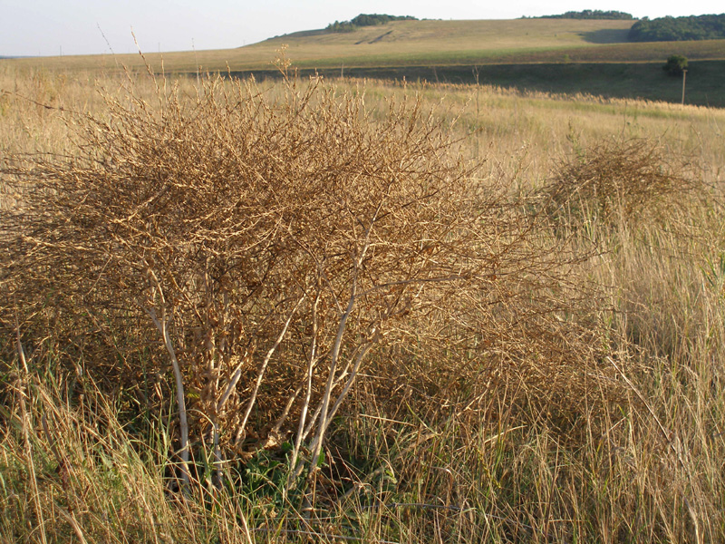 Image of Rapistrum perenne specimen.