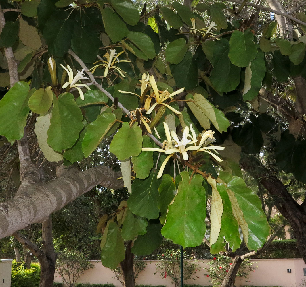 Image of Pterospermum acerifolium specimen.