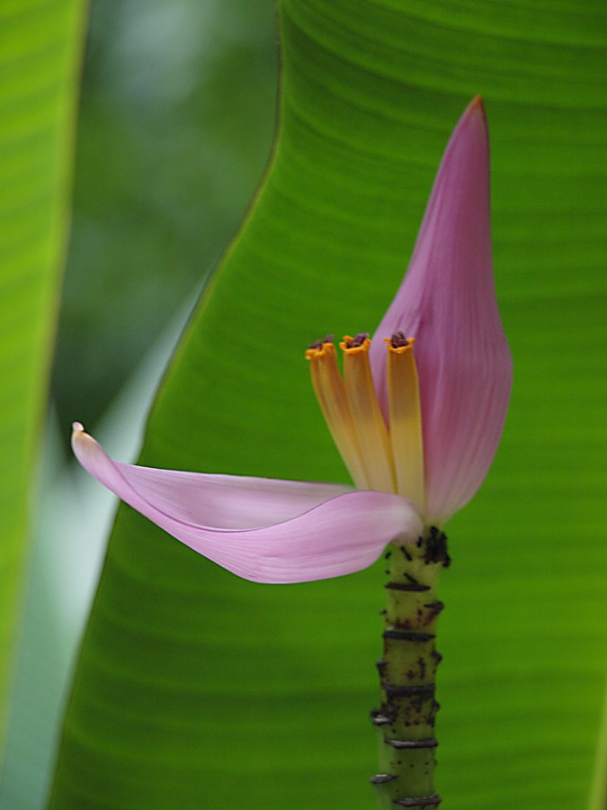 Image of genus Musa specimen.