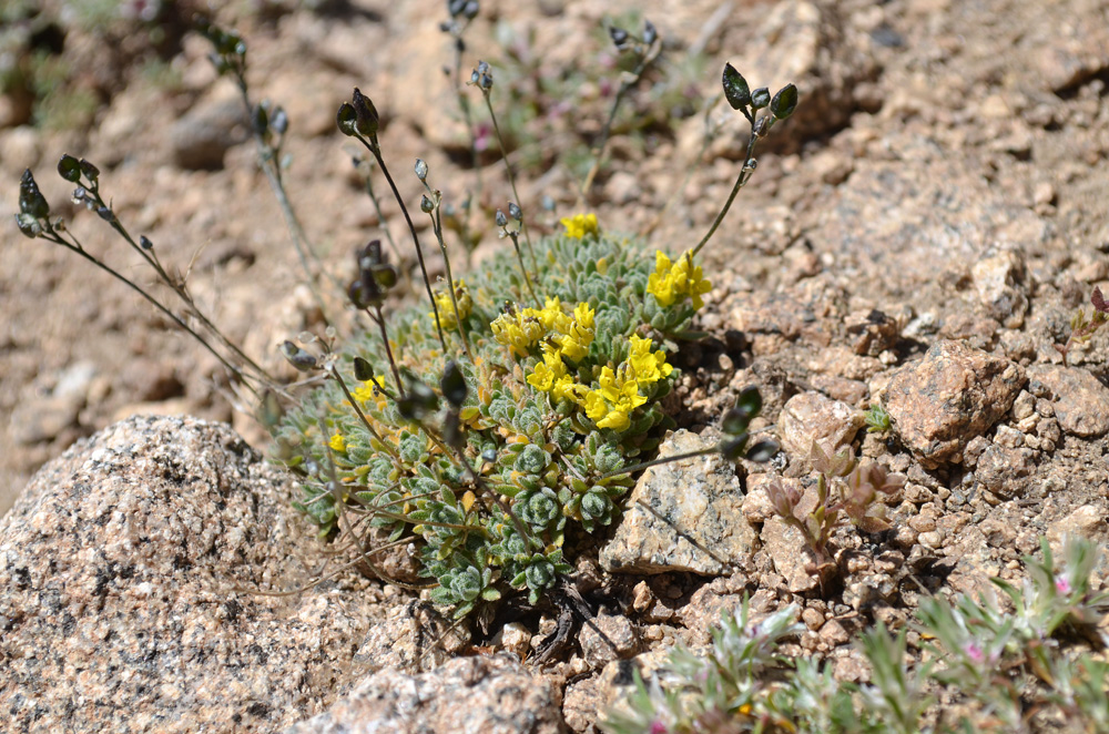 Image of Draba korshinskyi specimen.