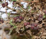 Sarcopoterium spinosum