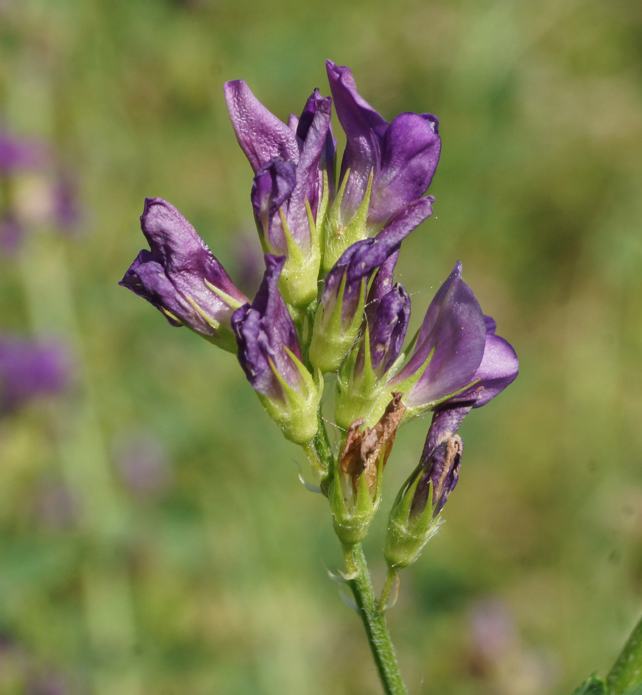 Image of Medicago sativa specimen.