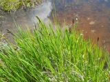 Carex transcaucasica