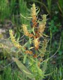 Rumex maritimus