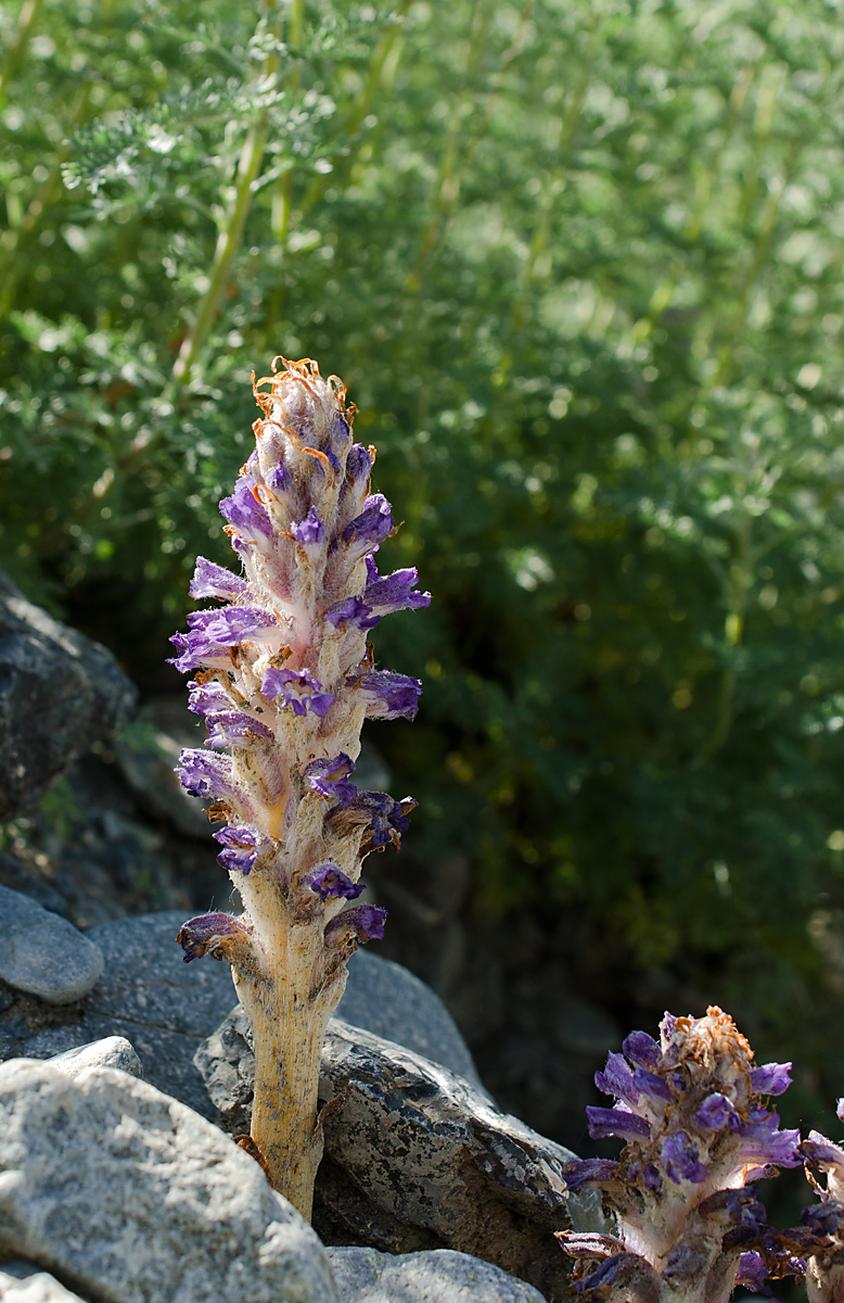 Изображение особи Orobanche coerulescens.