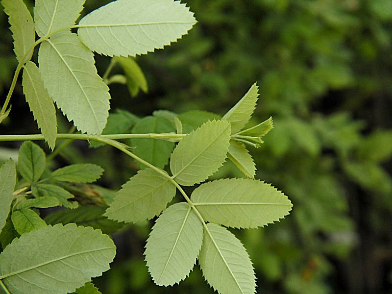 Image of Rosa acicularis specimen.