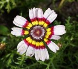 Ismelia carinata