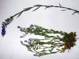 Polygala amarella. Цветущее растение (засушенное), вверху - истод гибридный. Якутия (Саха), Алданский р-н, западная окраина Алдан, радиосопка. 21.06.2012.