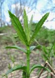 Veronica longifolia