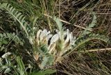 Astragalus testiculatus