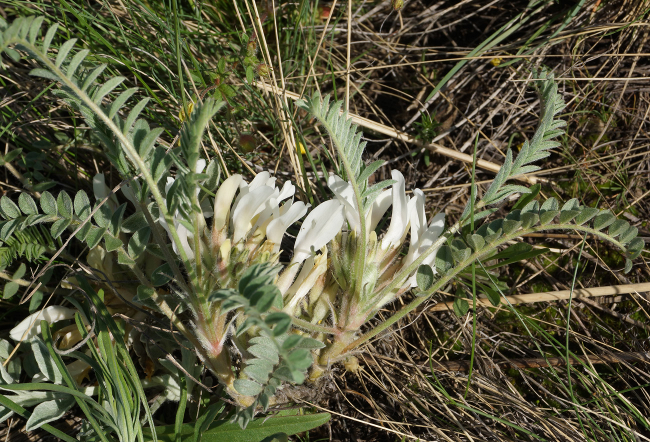 Изображение особи Astragalus testiculatus.