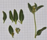 Morettia parviflora