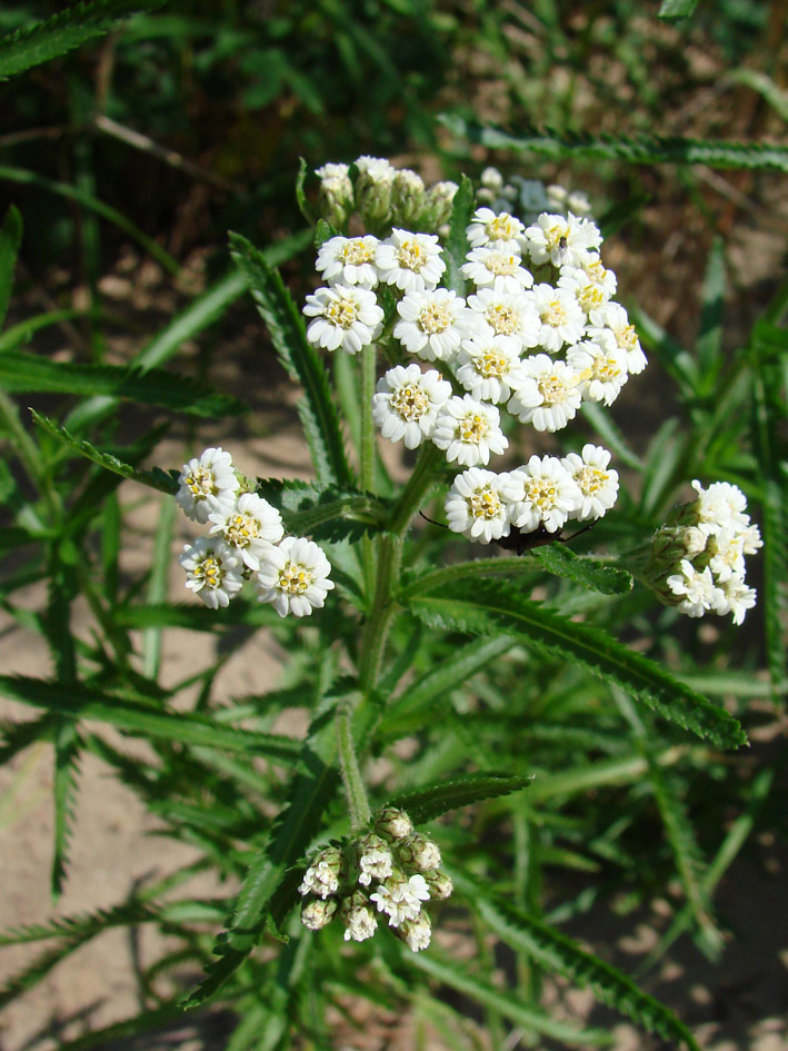 Image of Achillea alpina specimen.