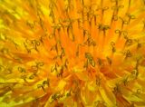genus Taraxacum