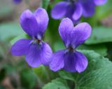 genus Viola