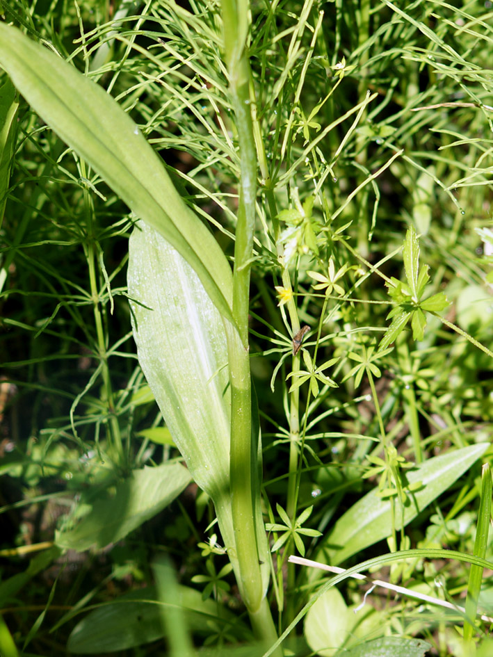 Image of Dactylorhiza fuchsii specimen.