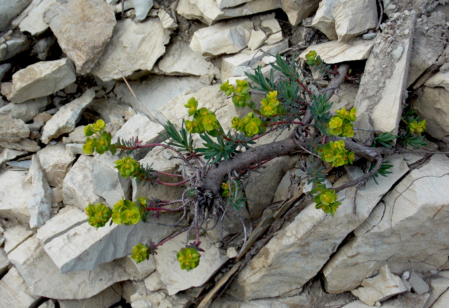 Изображение особи Euphorbia petrophila.