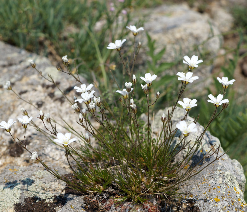 Image of Eremogone meyeri specimen.