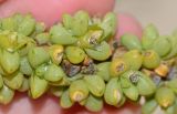 Traganum moquinii