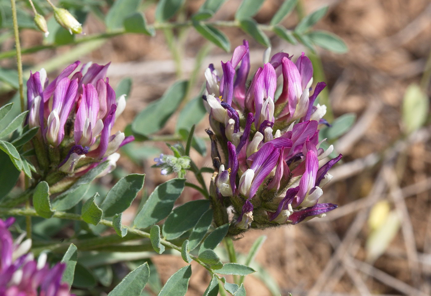 Изображение особи Astragalus physodes.