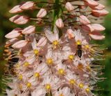 Eremurus robustus