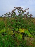 Arctium lappa. Цветущее растение. Камчатский край, г. Петропавловск-Камчатский, Октябрьский р-н, юго-восточный склон сопки Мишенной, разнотравный луг. 21.08.2013.