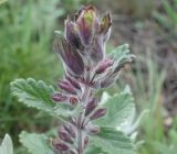 Teucrium chamaedrys