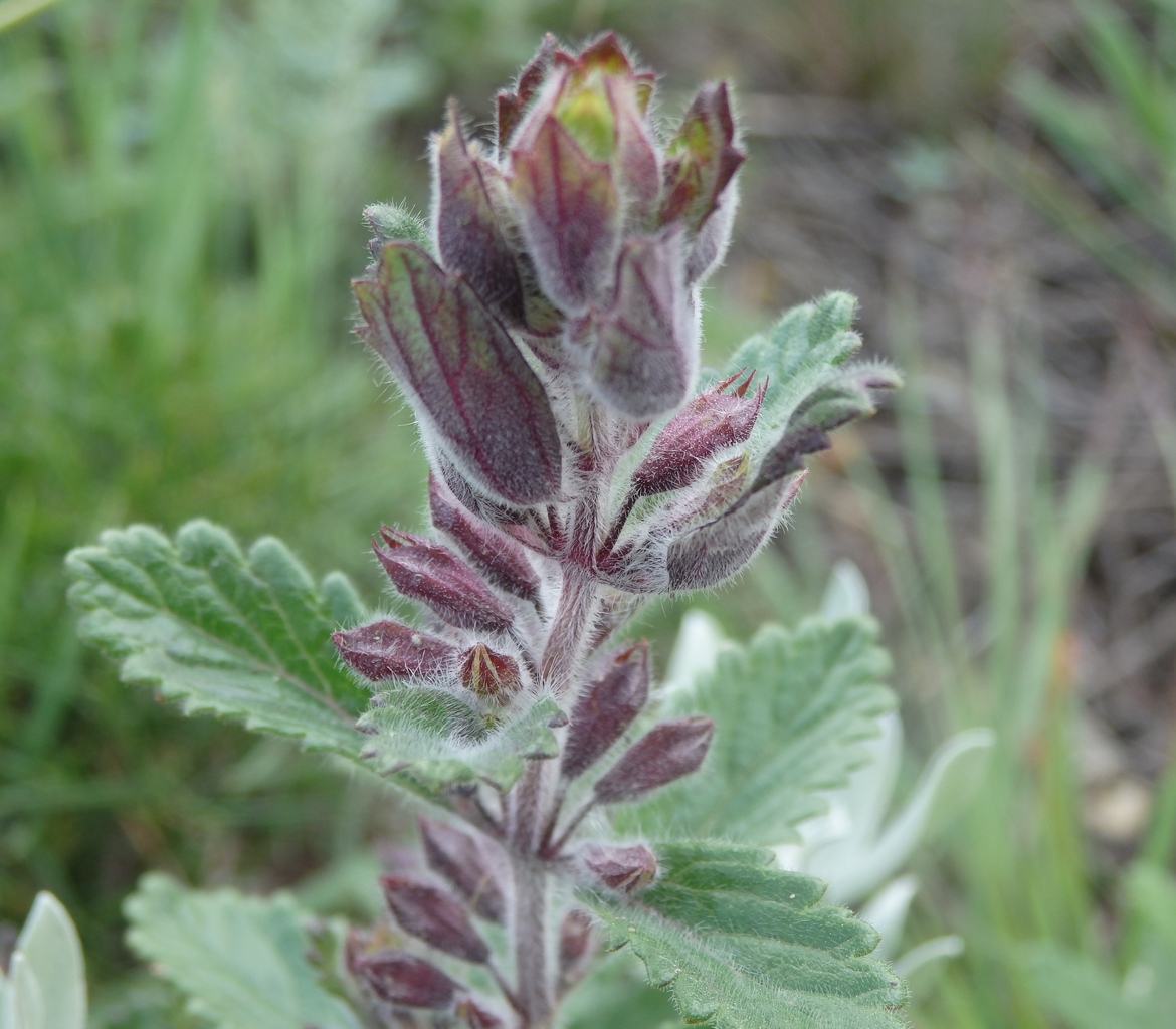 Изображение особи Teucrium chamaedrys.