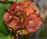 Holmskioldia sanguinea