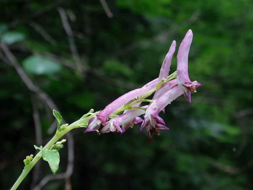 Изображение особи Corydalis gigantea.