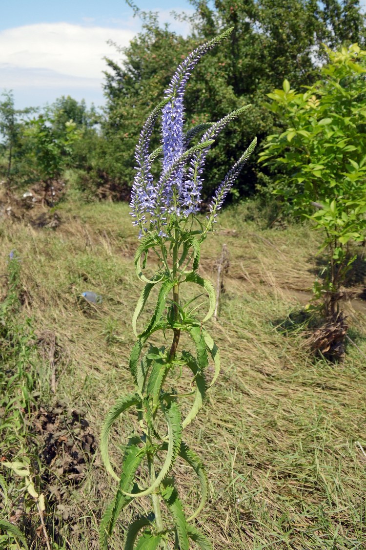 Изображение особи Veronica longifolia.