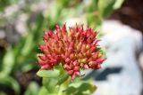 Rhodiola heterodonta. Соплодие. Узбекистан, Ташкентская обл., зап. отроги Чаткальского хр., гора Бол. Чимган, ущ. Аксая. 28.06.2016.