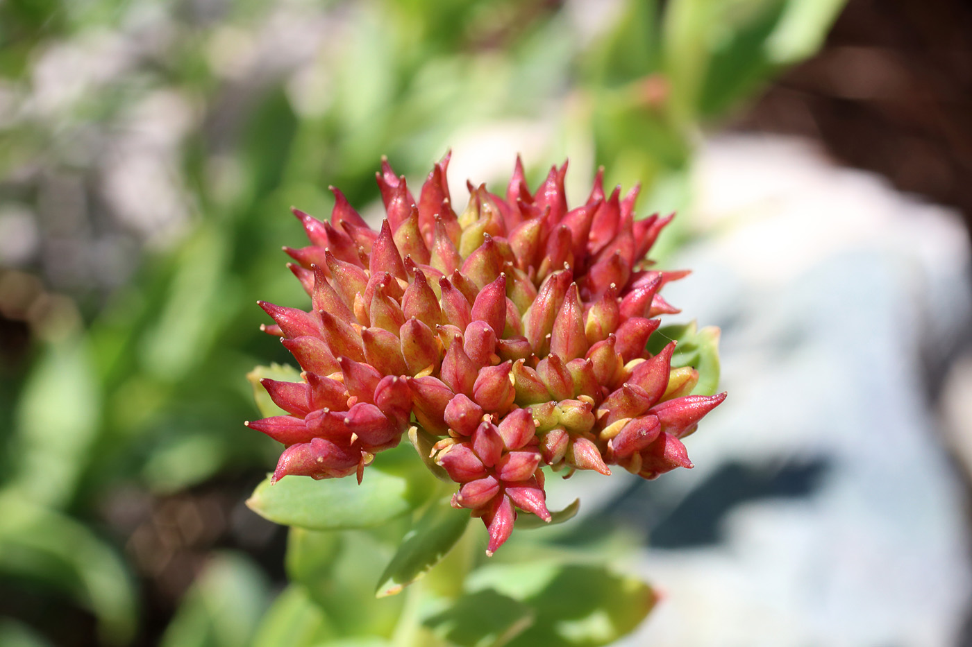 Изображение особи Rhodiola heterodonta.