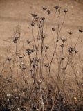 Centaurea scabiosa. Верхушки сухих прошлогодних растений с пустыми раскрытыми обёртками. Ленинградская обл., окр. ж-д ст. Кавголово. 26.04.2009.