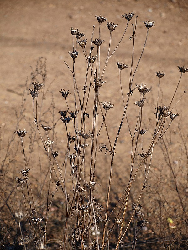 Изображение особи Centaurea scabiosa.