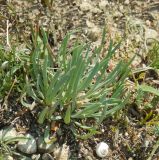 Gypsophila pallasii