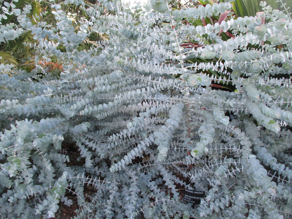 Image of Eucalyptus pulverulenta specimen.