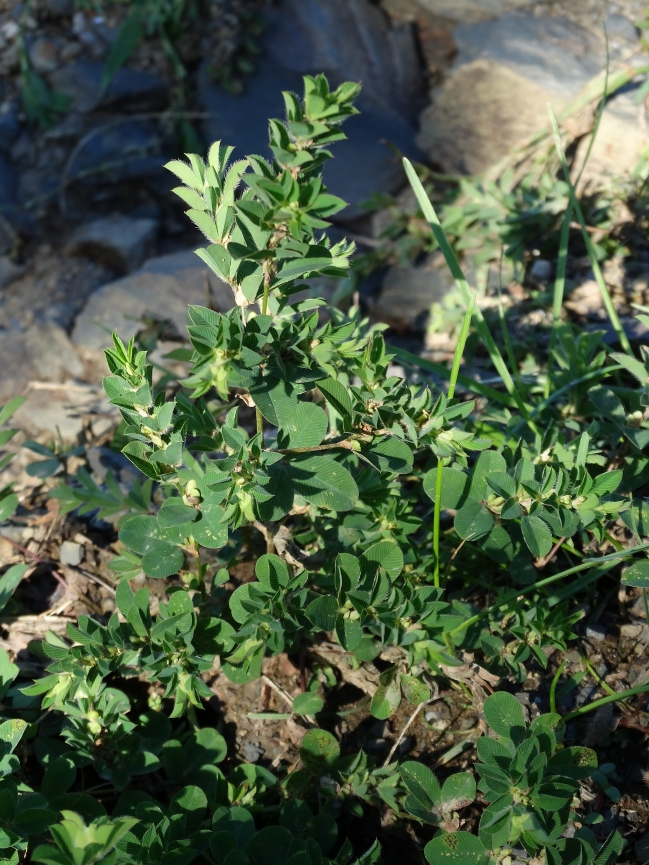 Изображение особи Kummerowia stipulacea.