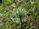 Allium sacculiferum