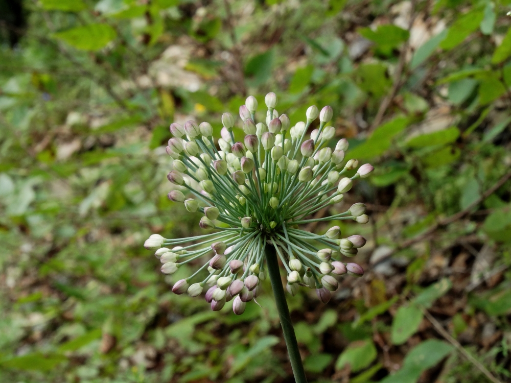 Image of Allium sacculiferum specimen.