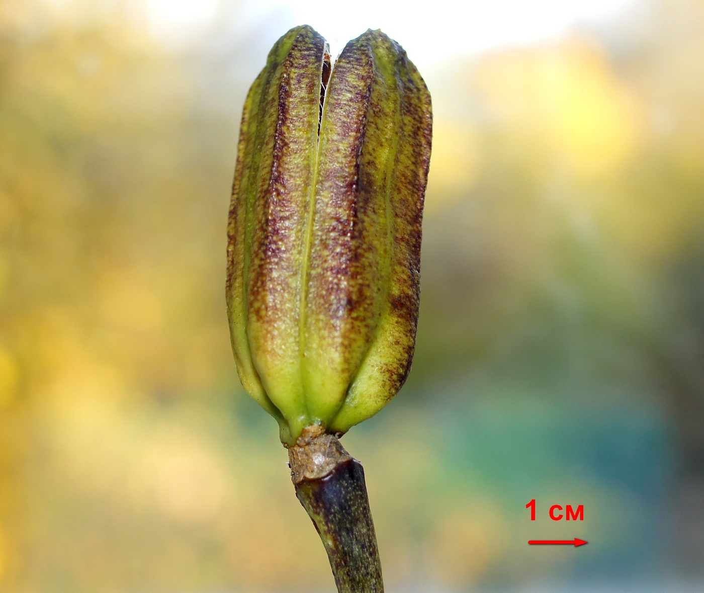 Изображение особи Lilium regale.