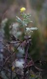 Potentilla argentea. Цветущее растение. Татарстан, Агрызский р-н, с. Красный Бор, крутой склон холма. 07.10.2016.