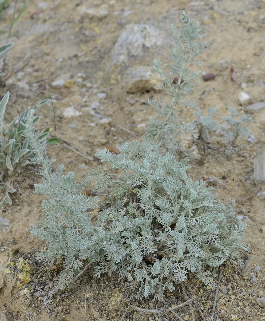 Изображение особи Artemisia lercheana.