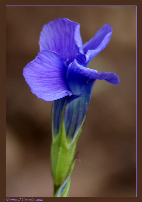 Image of Gentianopsis barbata specimen.