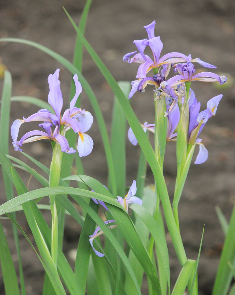 Изображение особи Iris musulmanica.